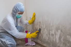 Mold Documentation for Insurance Claims in Shrub Oak, NY